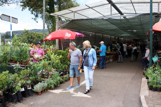 Sunday Market Madeira